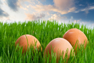 tojás a fűben