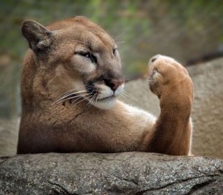 puma (1)